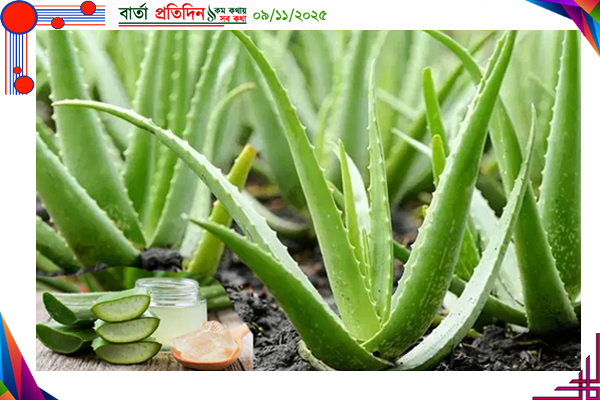 অ্যালোভেরার যত পুষ্টিগুণ: উপকারিতা কী, কীভাবে খাবেন