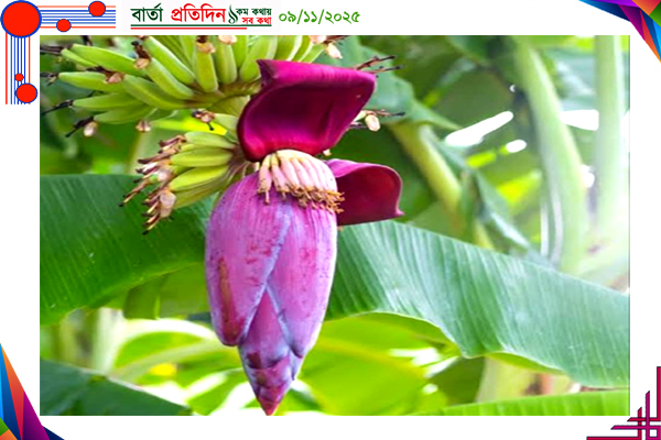 সুস্বাদু কলার মোচার যত পুষ্টিগুণ ও উপকারিতা