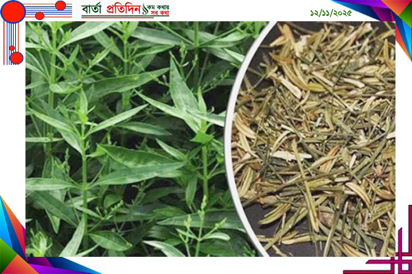 চিরতা খাওয়ার নিয়ম ও উপকারিতা।