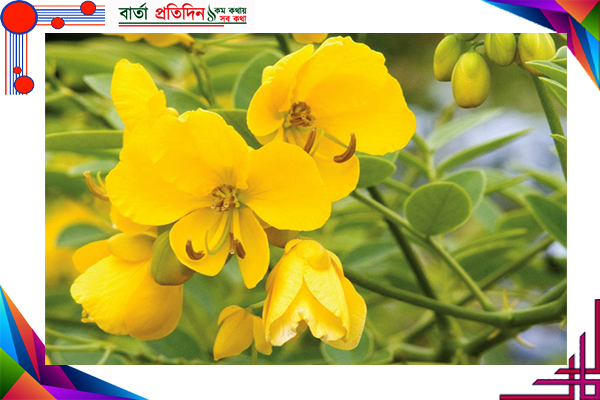 সোনা পাতা: খাওয়ার ও ব্যবহার বিধির উপকারিতা- অপকারিতা   