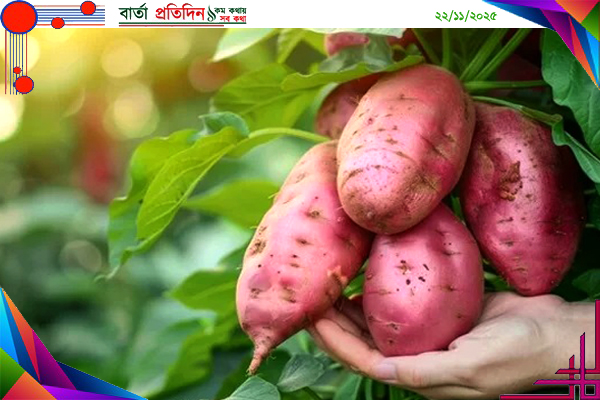 মিষ্টি আলুর যত পুষ্টিগুণ ও উপকারিতা